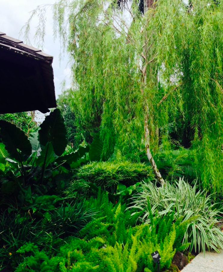 Layered naturalistic garden with a weeping tree and dense ground planting