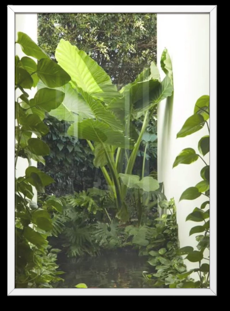 Tall sculptural plant in a bright side corridor